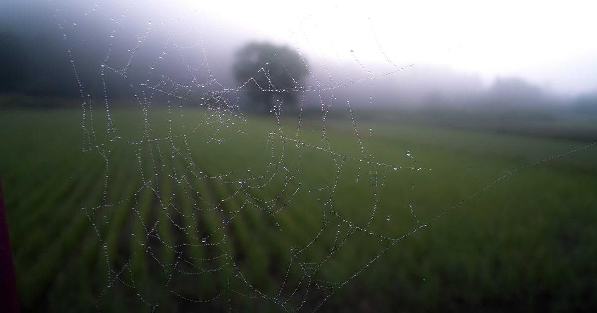 Passive Income Stability: Evaluating High-Yield Closed-End Funds with Unbroken Distribution Records