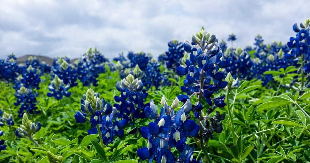 Jamal Rayyan, the Pioneering First Face of Al Jazeera, Dies at 73