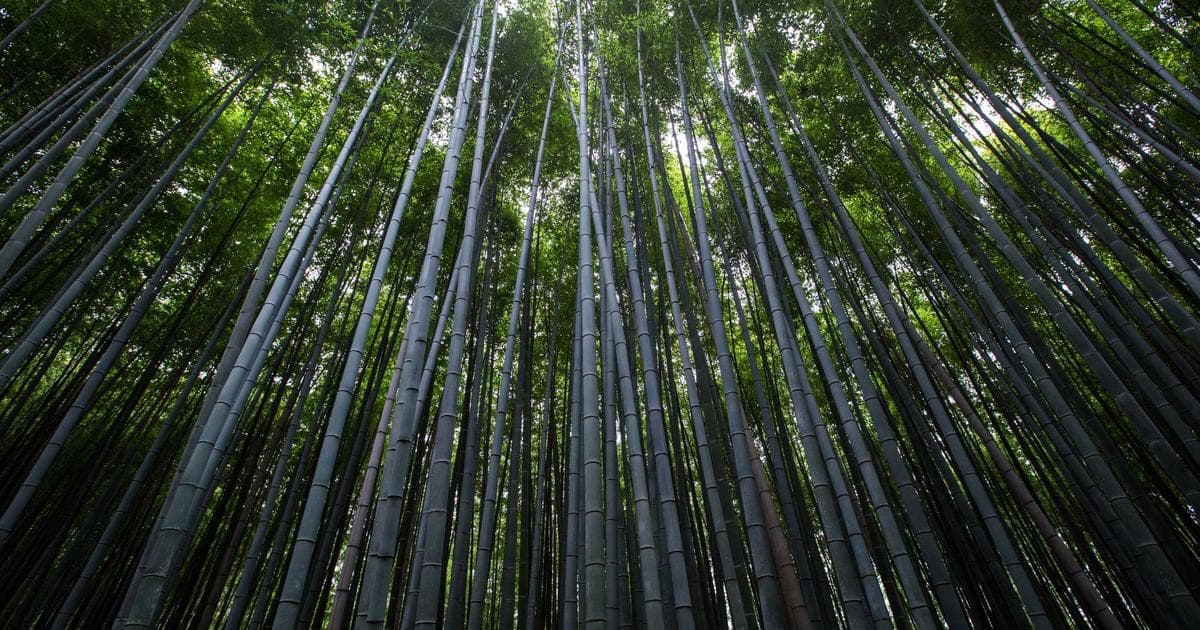 The Manx-Kind Connection: How Astronaut Nicole Stott’s Orbital Perspective Reshapes Our View of Earth