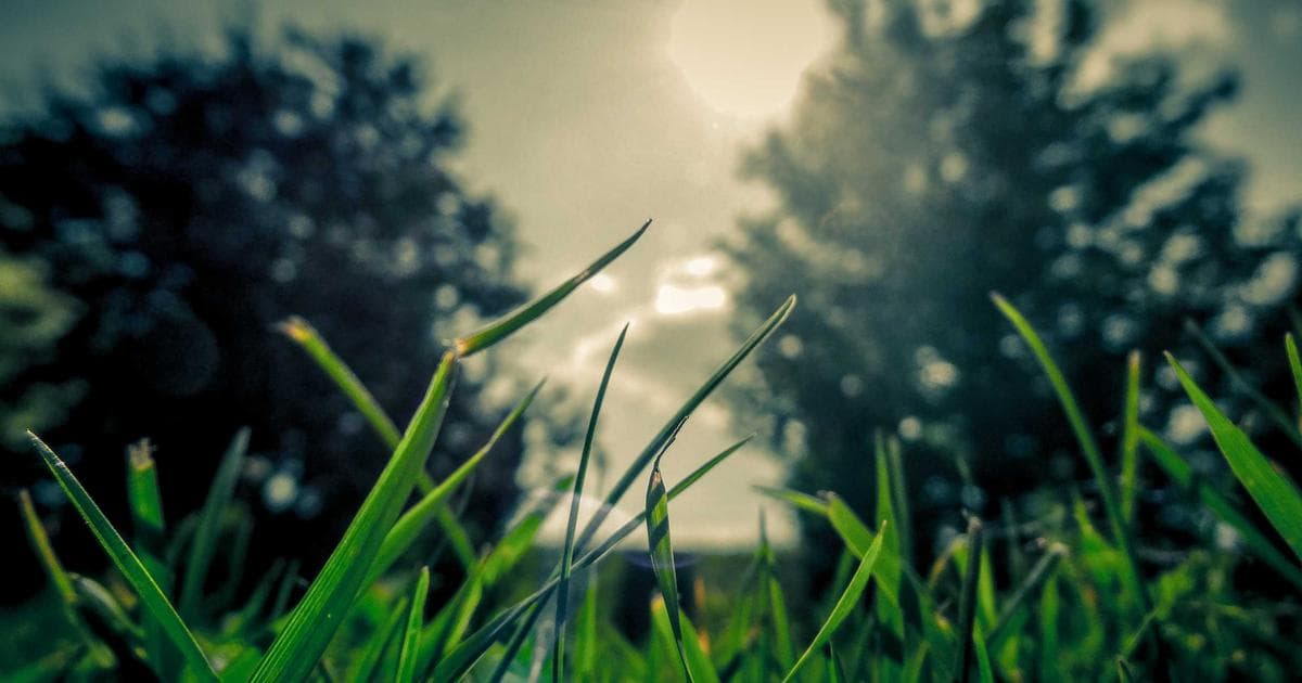 Three-Ingredient Cheesecake Date Bites Offer a Simplified Path to Gourmet Desserts