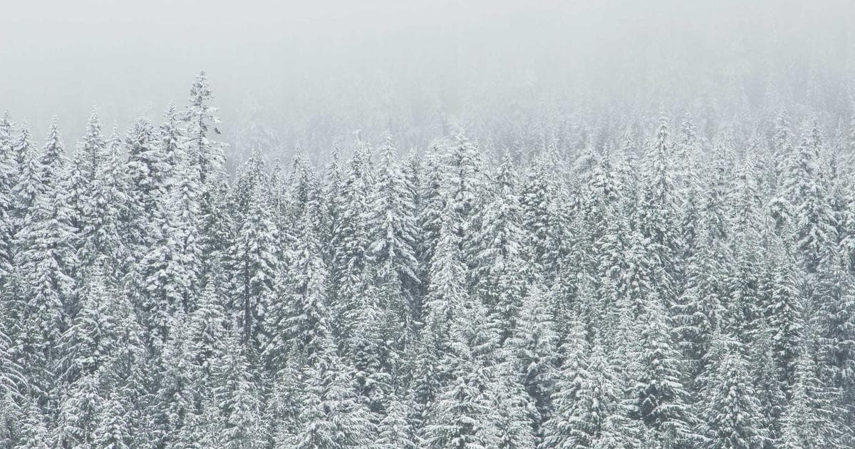 USA Edges Dominican Republic 2-1 to Reach Third Consecutive WBC Title Game