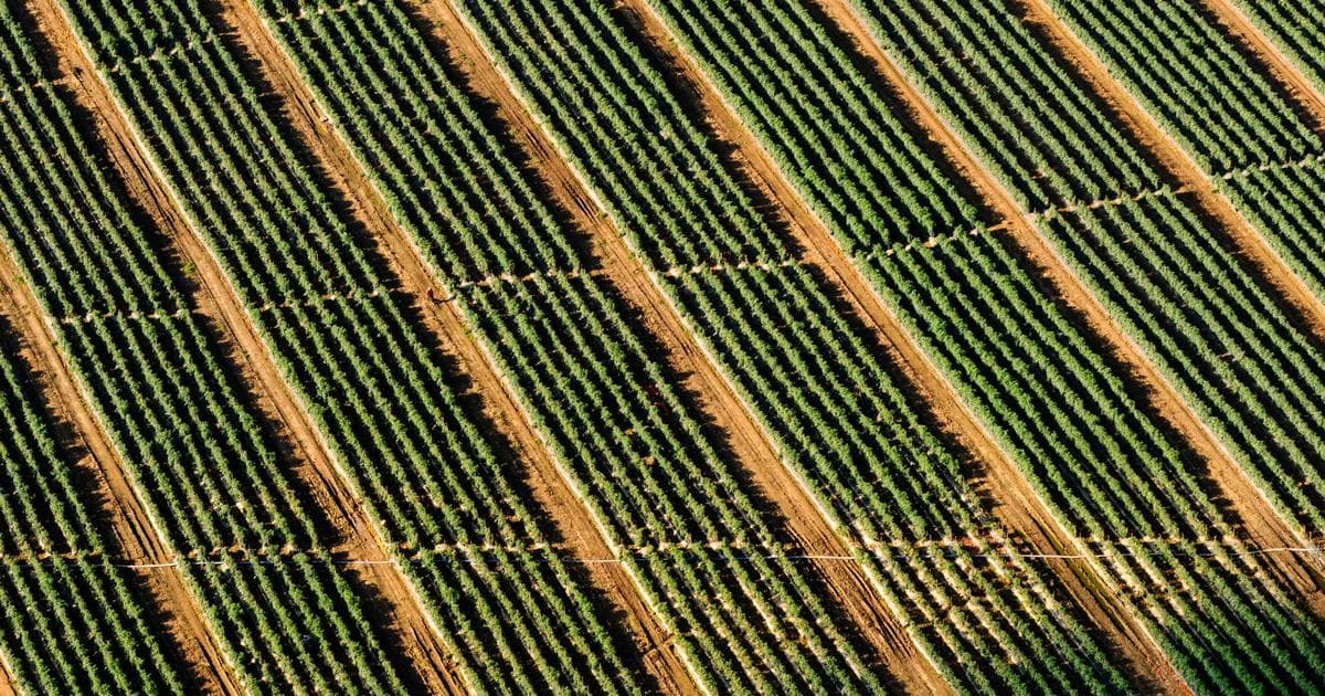 Starmer Faces Growing Labour Rebellion Over Assisted Dying Legislation