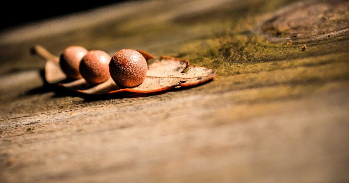 Costco Issues Urgent Salmonella Recall for Prepared Meatloaf Amid Growing Food Safety Concerns