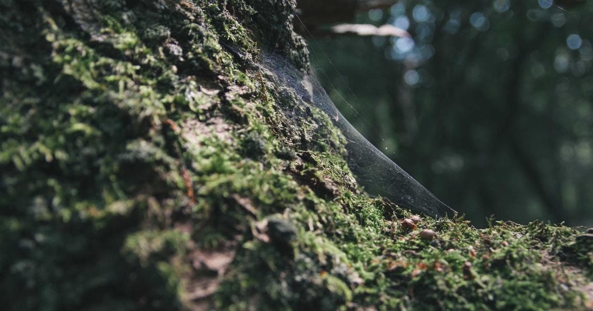 Senator Thom Tillis Breaks with Trump in 'Fiery Final Act' as Retirement Looms