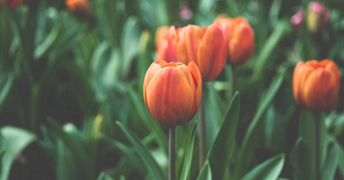 Geopolitical Strife and Energy Shocks: Why the Federal Reserve May Delay Interest Rate Cuts Through 2026