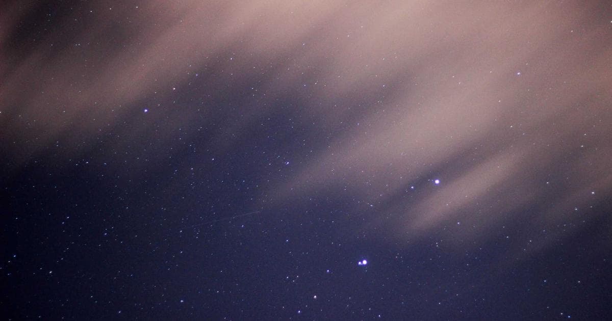 Nightjar Recovery: How Conservation Efforts Doubled the Population of the ‘Goatsucker’ in South Downs