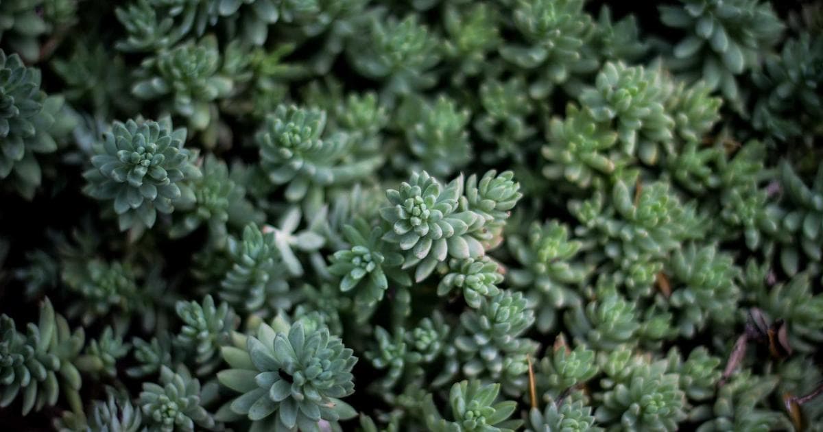 Internal Memos Suggest U.S. Vaccine Recommendations for Children and Pregnant People Lacked Full Data Review