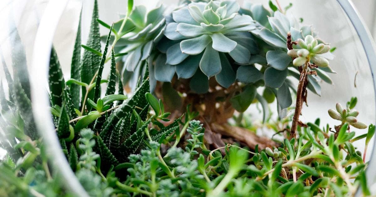 The 24-Minute Breakthrough: How Specially Designed Music Reshapes Anxiety Treatment