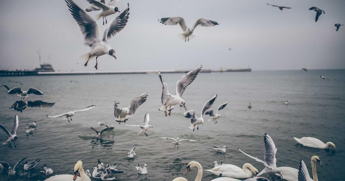 Former Indiana Business Dean Charged with Methamphetamine Distribution