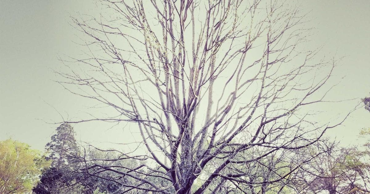 Trump Asserts 'Absolute Right' to Impose Tariffs Following Supreme Court Reversal