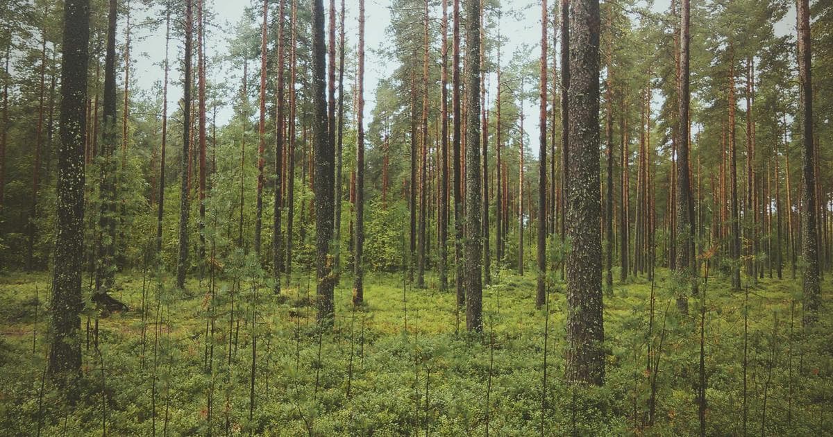 Trump Backs FCC Threat to Revoke Broadcaster Licenses Over Iran War Coverage