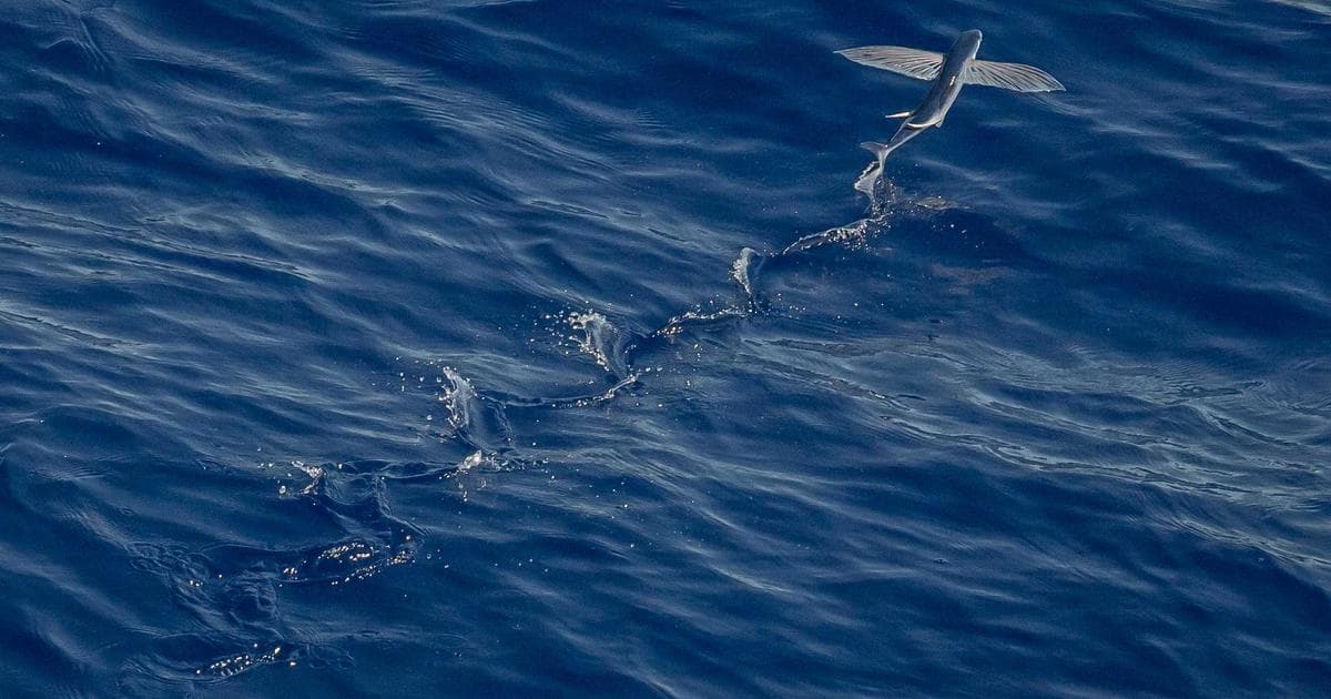 White House Chief of Staff Susie Wiles Diagnosed with Early-Stage Breast Cancer